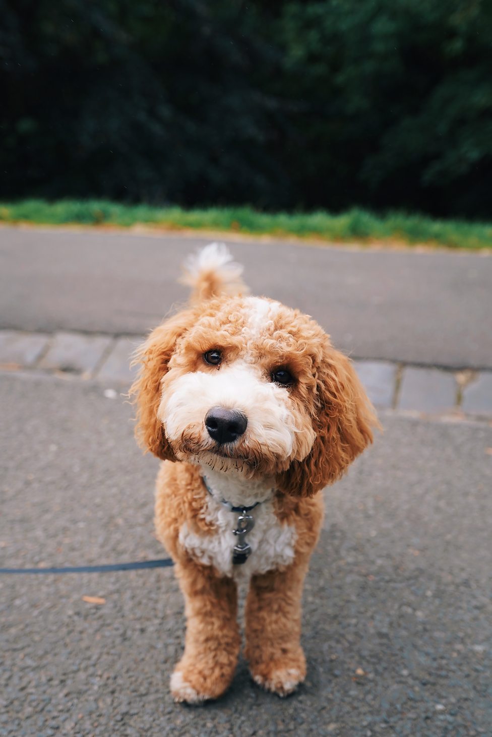 cockapoo bichon frise mix
