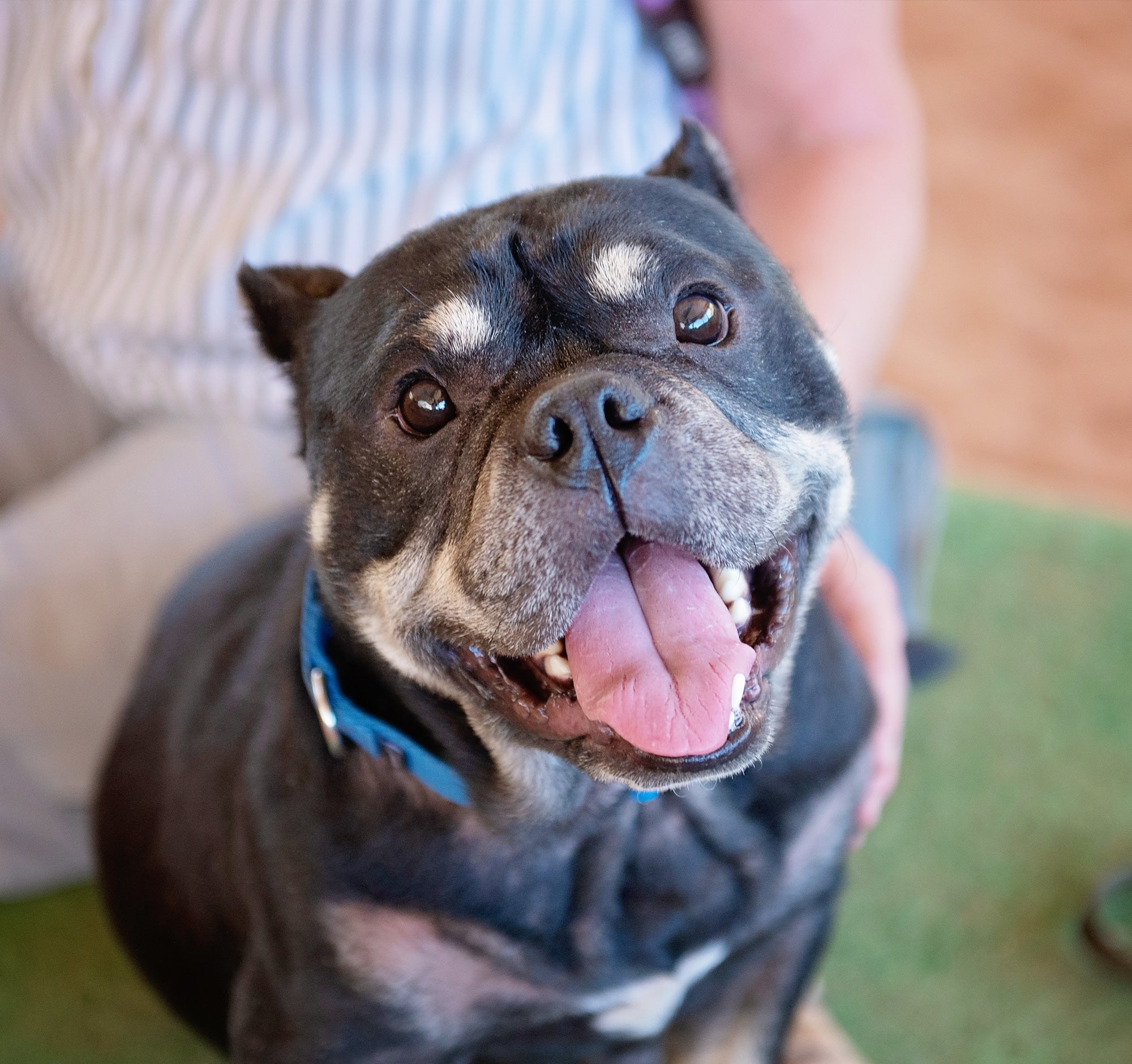 best friends animal society network partners