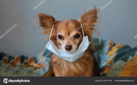 ginger chihuahua