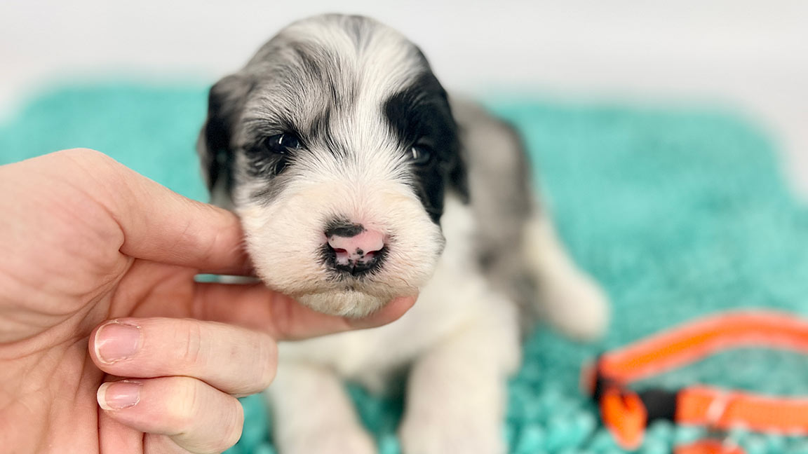 training a sheepadoodle