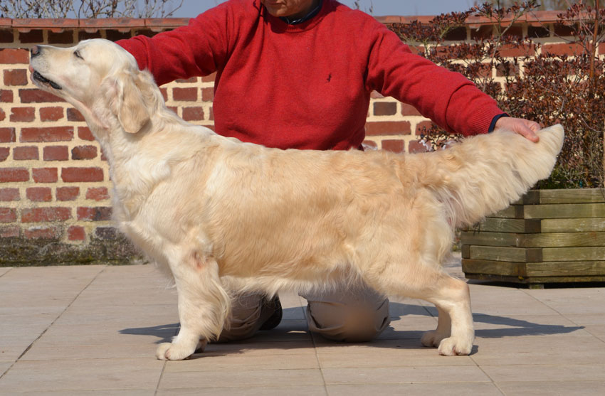french golden retriever