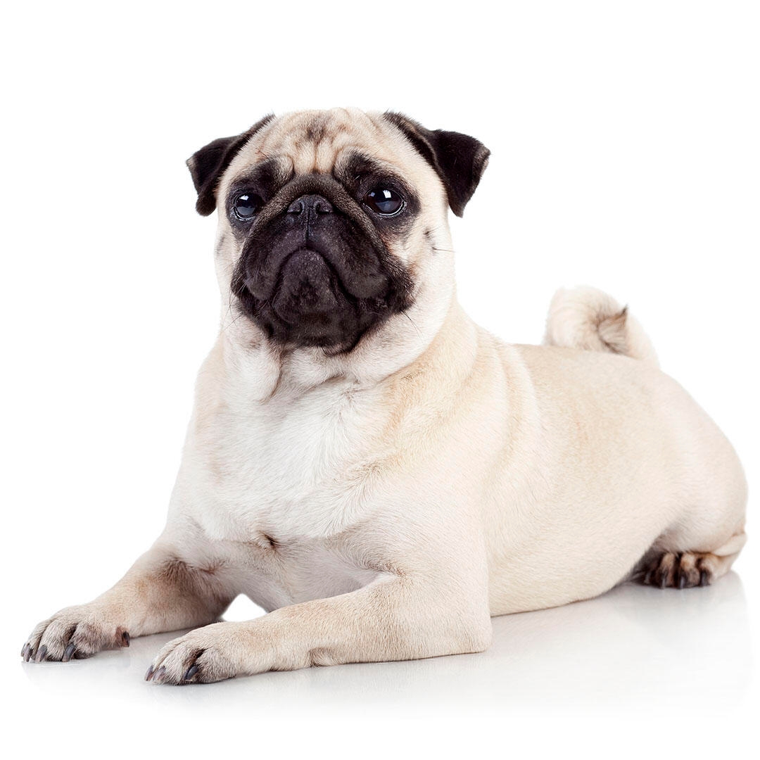 pug purina