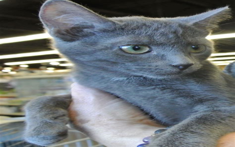 petfinder greensboro