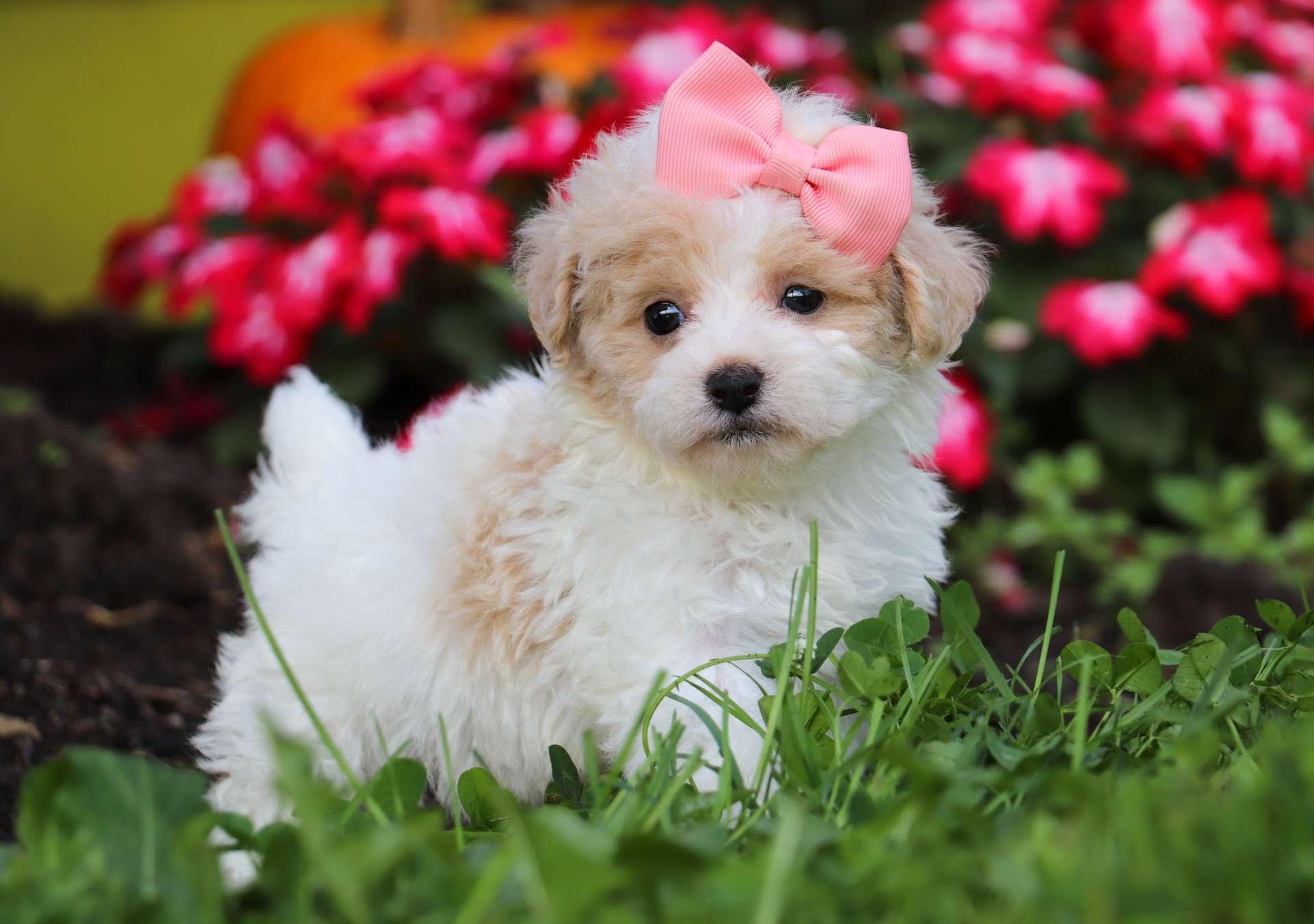 maltipoo puppies for sale in illinois