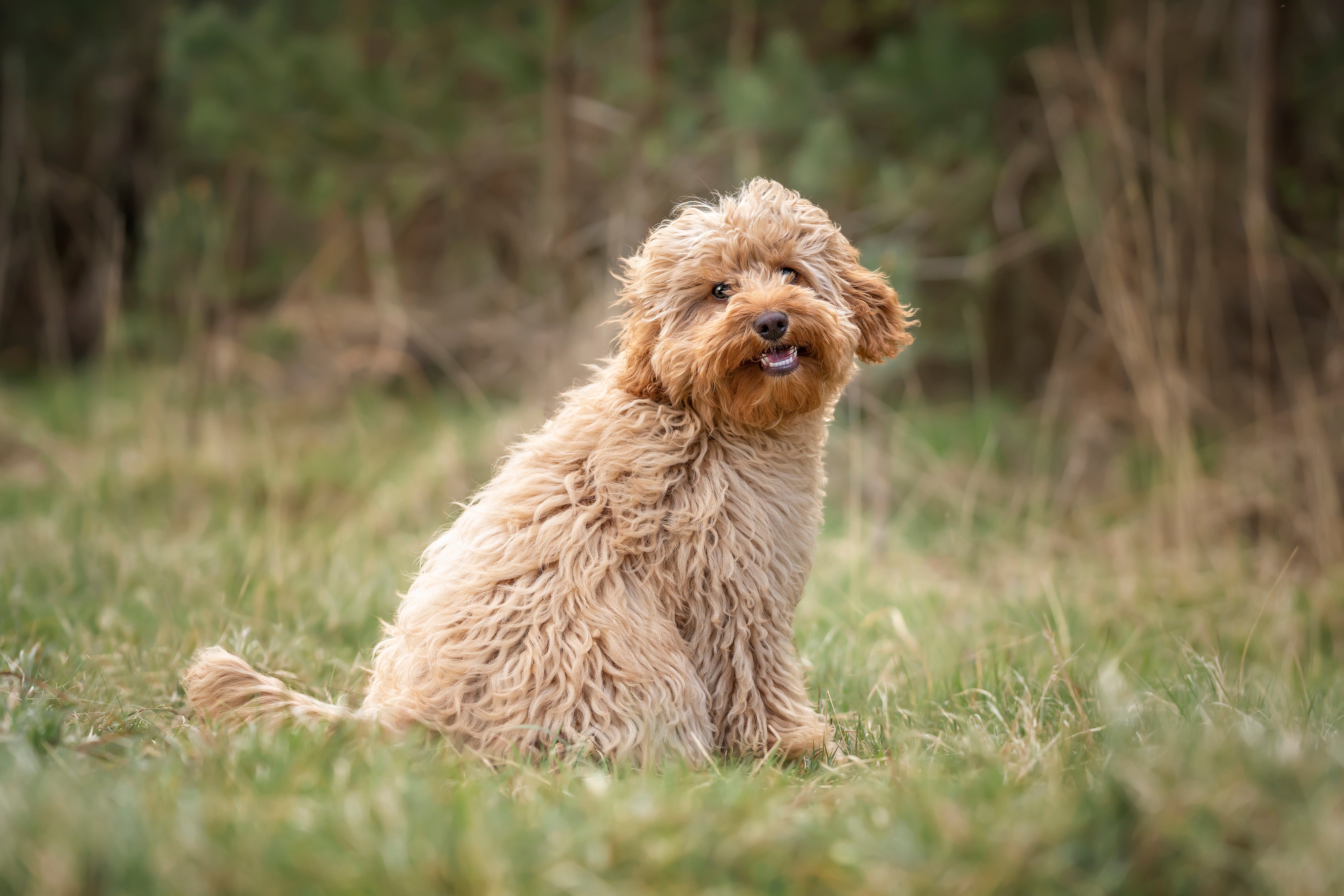 adult cavapoo for adoption
