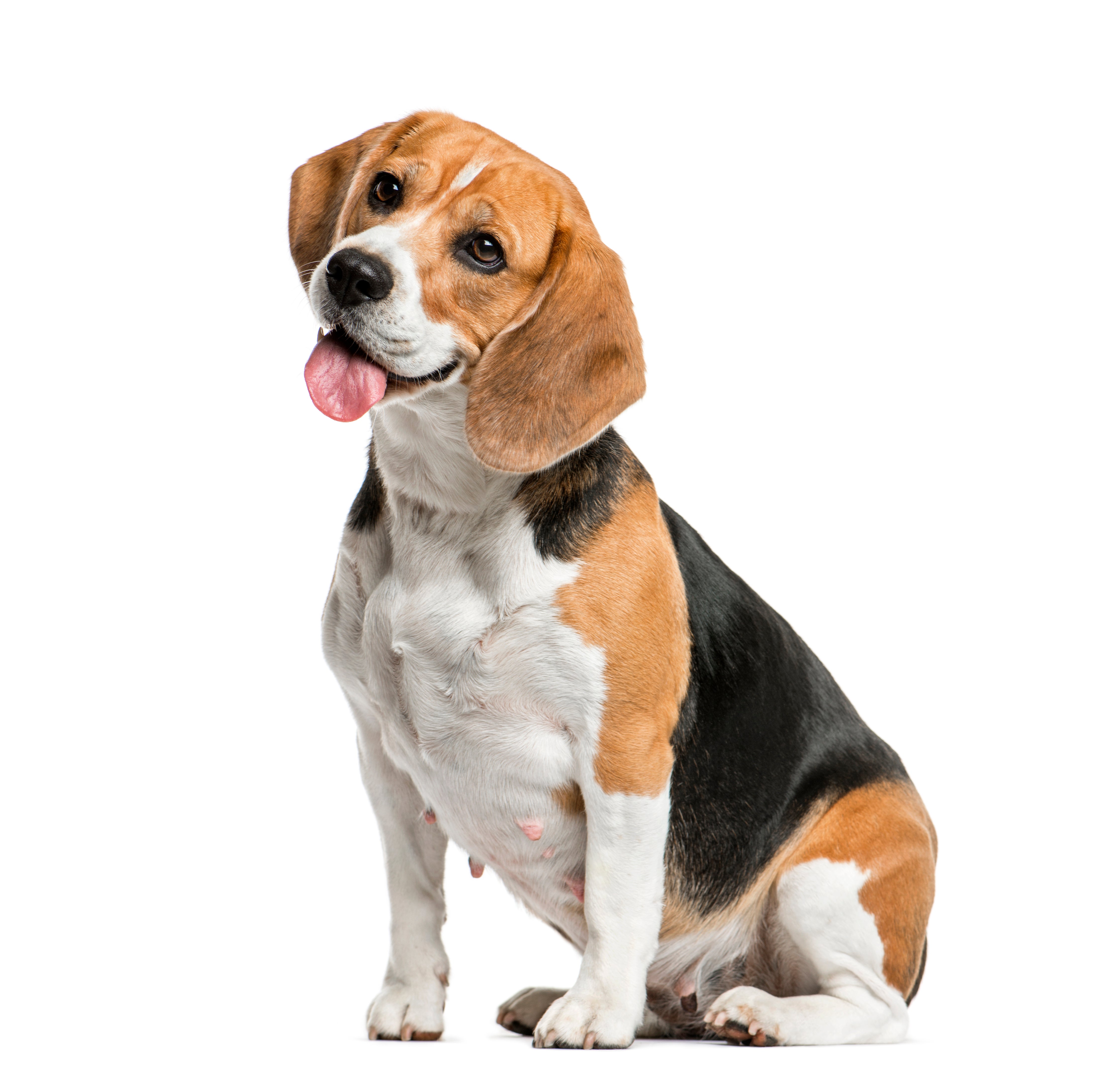 beagle petfinder