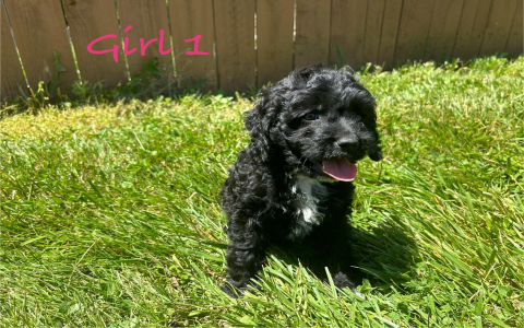 adopt a cockapoo near me