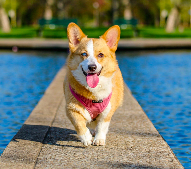 corgis for adoption in colorado