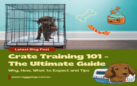 training puppies 101