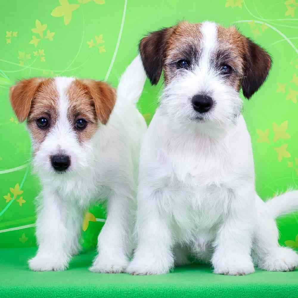 jack russell puppies for sale in washington