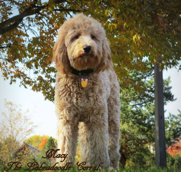labradoodle puppies illinois