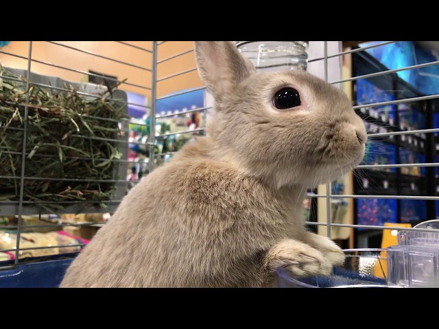 does petsmart sell bunnies