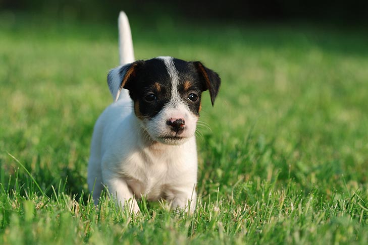 jack russell puppies for sale in washington