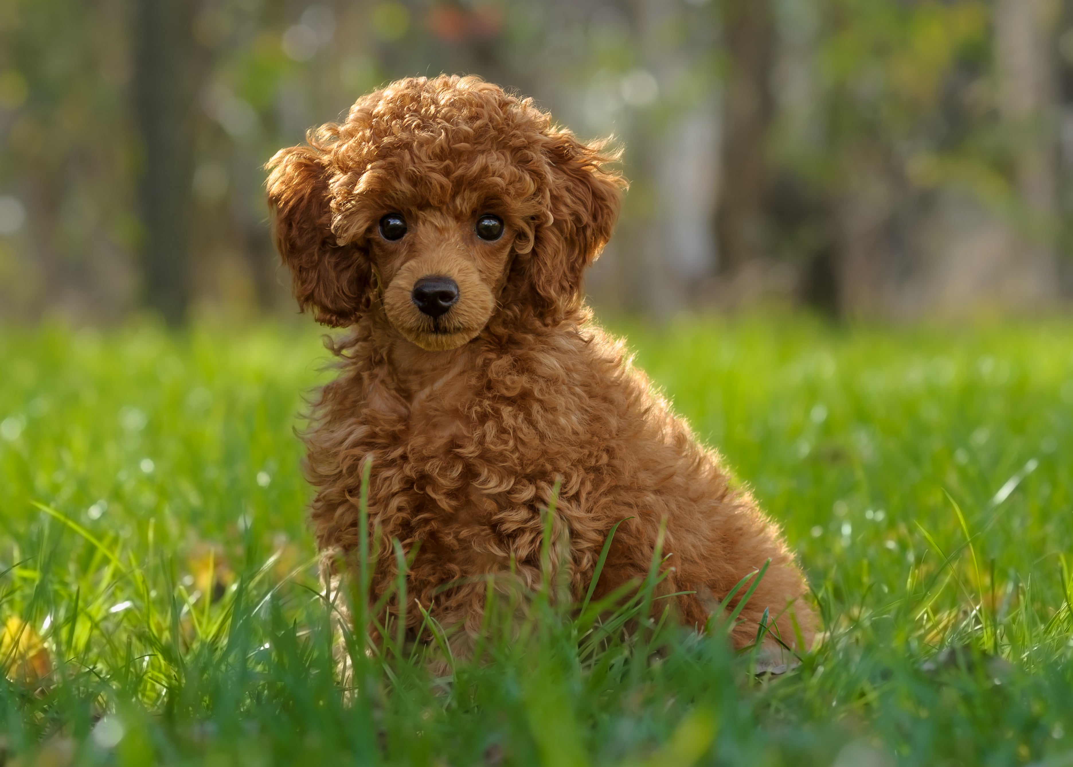 toy poodle for adoption near me