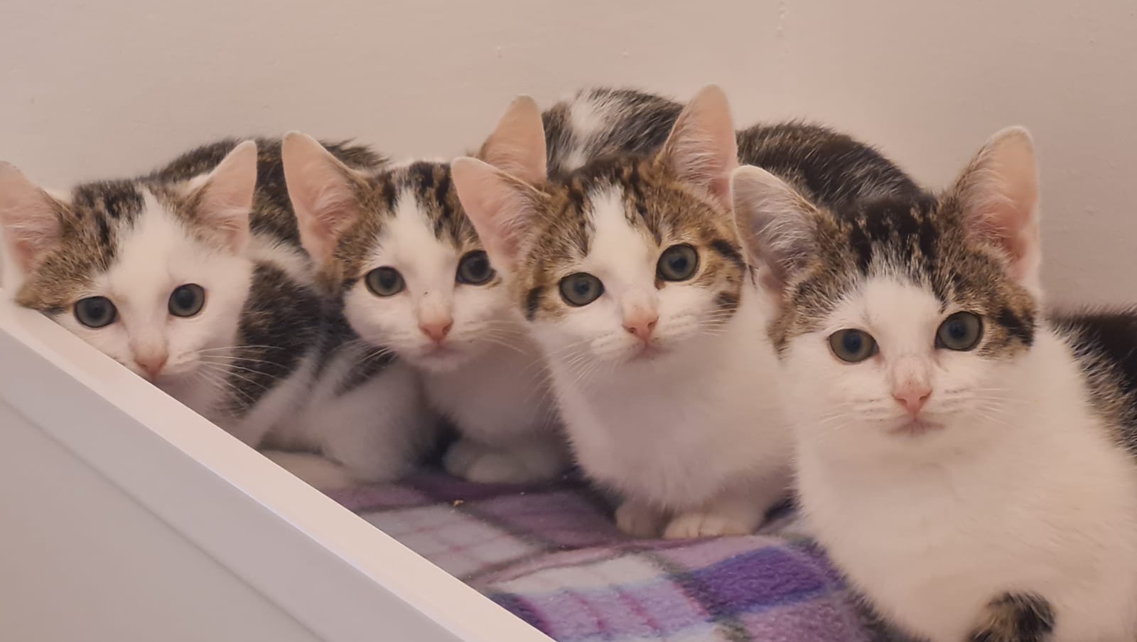 emergency cat rescue near me