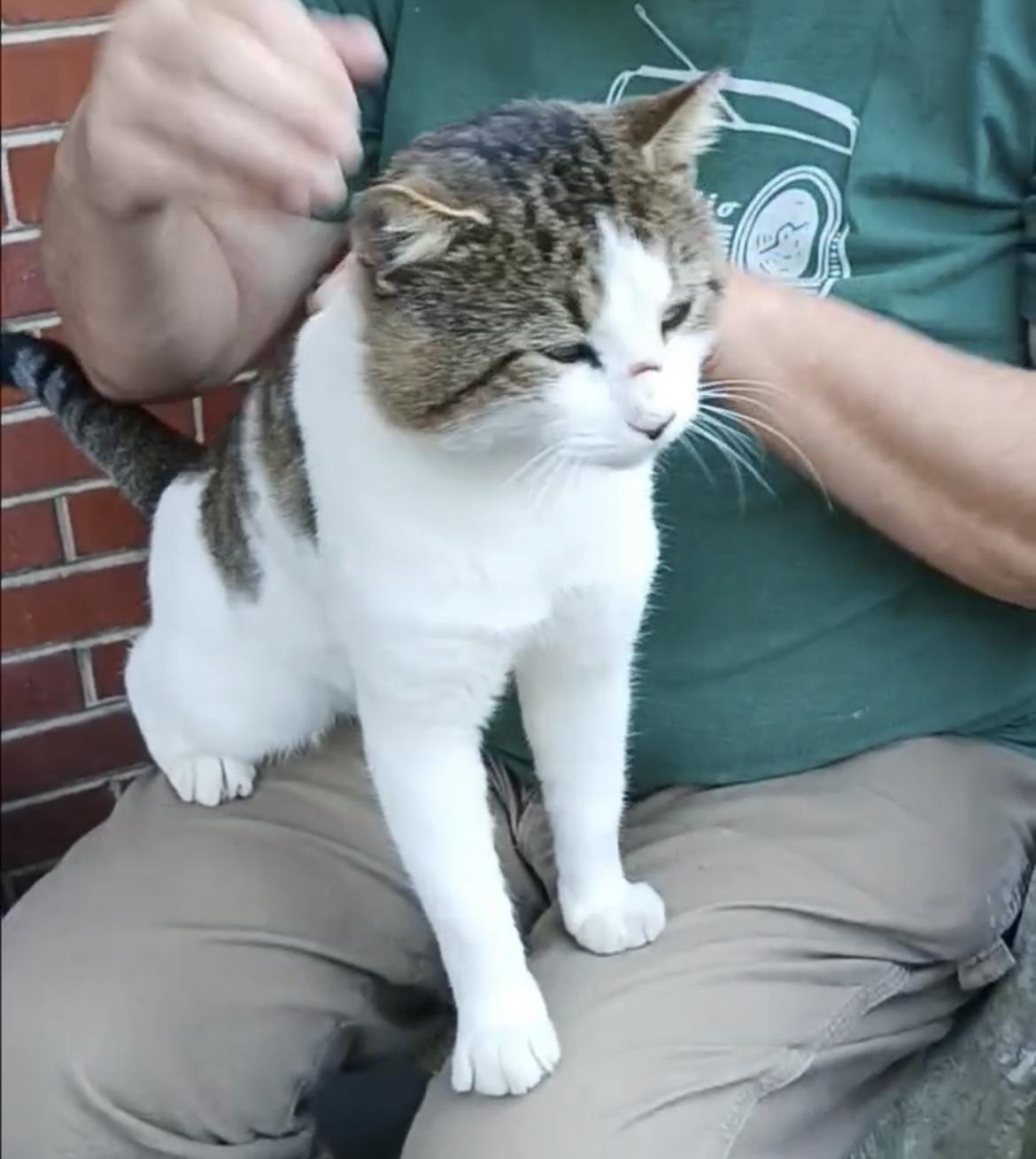 petfinder greensboro