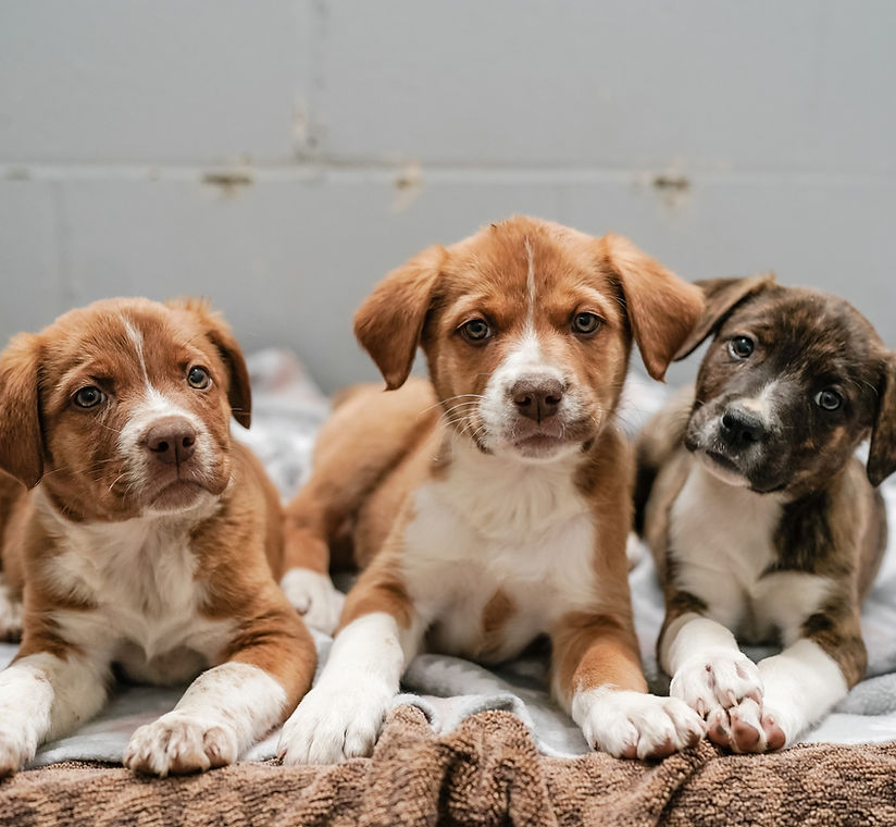 animal rehome near me