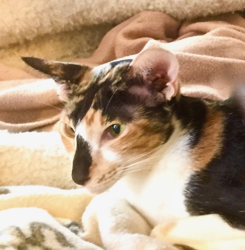 oriental shorthair cat adoption