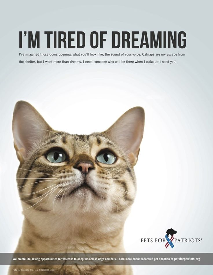 cat adoption ad