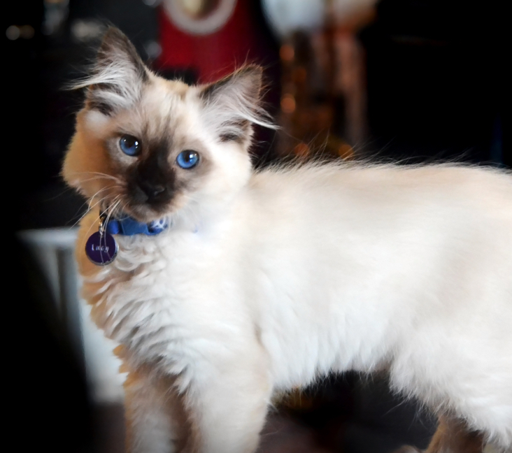 balinese cats for adoption near me