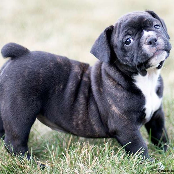 frenchie pug mix for sale