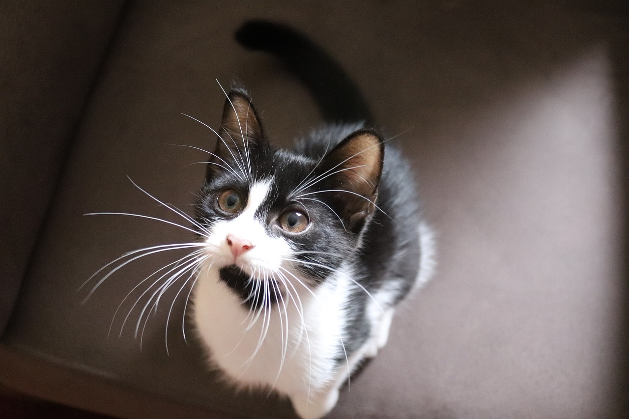 domestic short hair tuxedo cat
