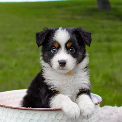 aussie for sale near me