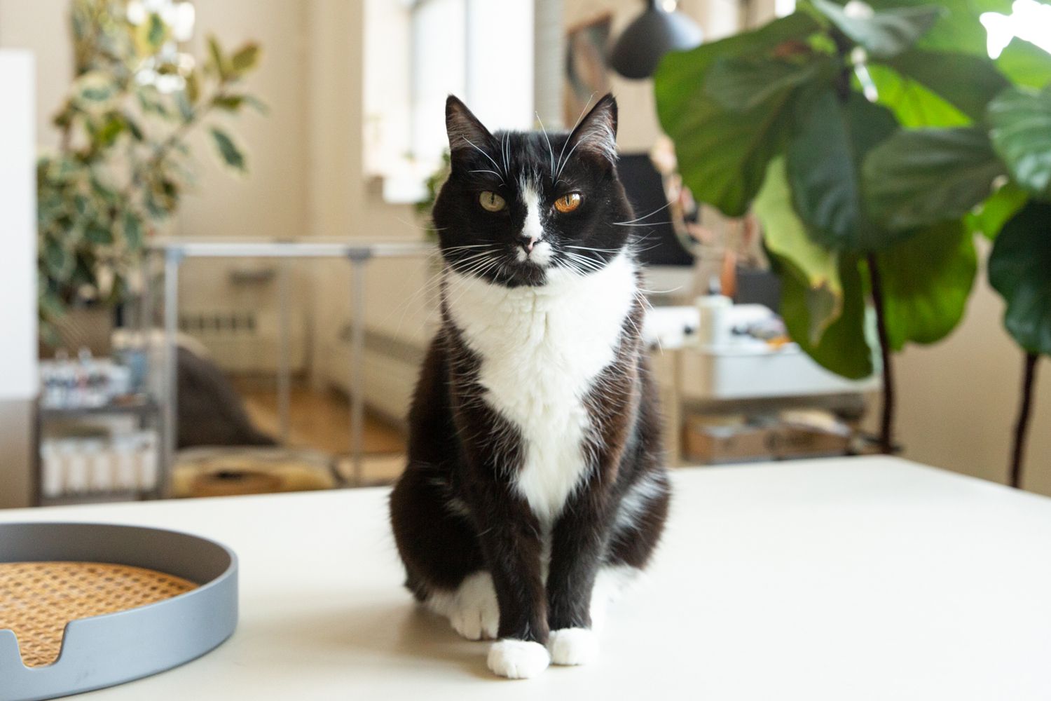 domestic short hair tuxedo cat