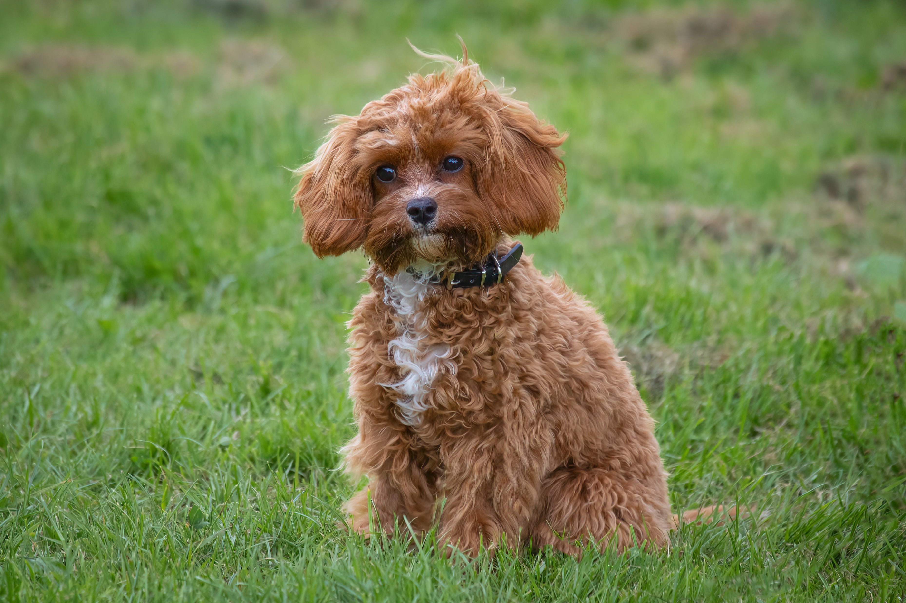 adult cavapoo for adoption