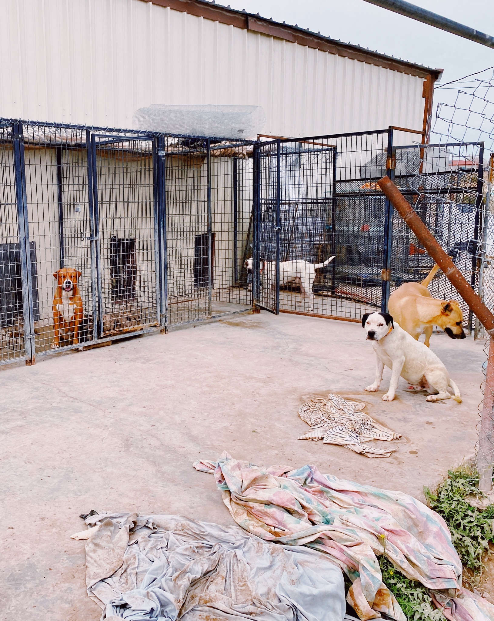 open pet shelters near me