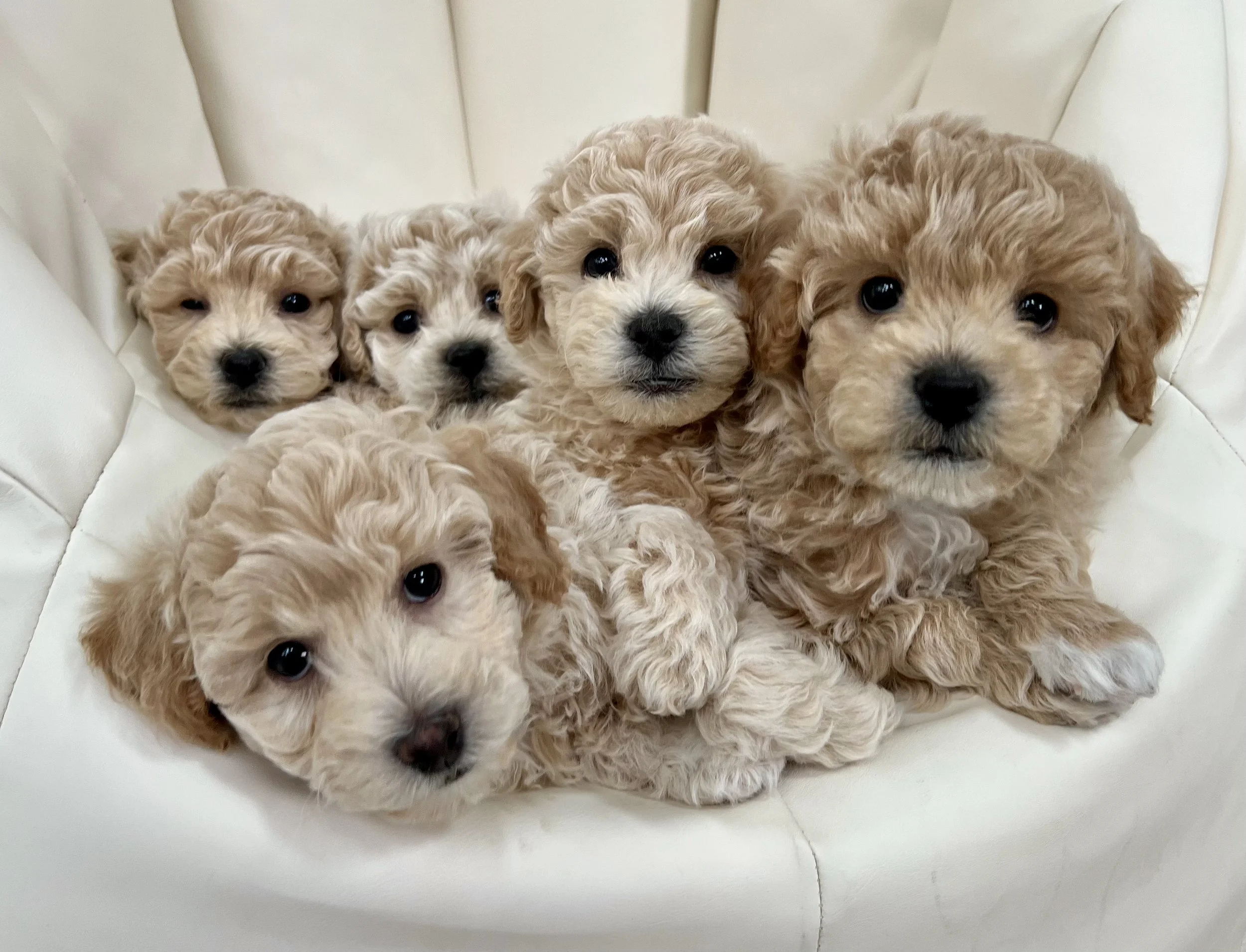maltipoo puppies for sale in central illinois