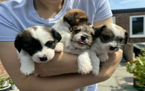 bichon frise and jack russell mix