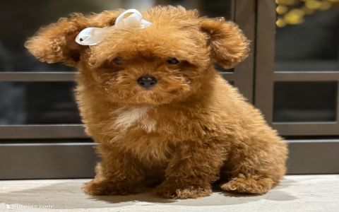 toy poodle for adoption near me