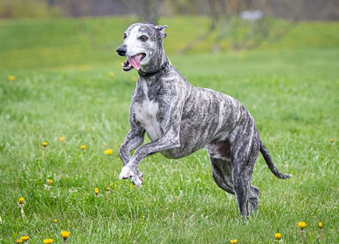 brindle white dog