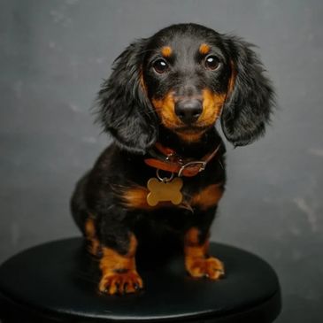 free dachshunds near me