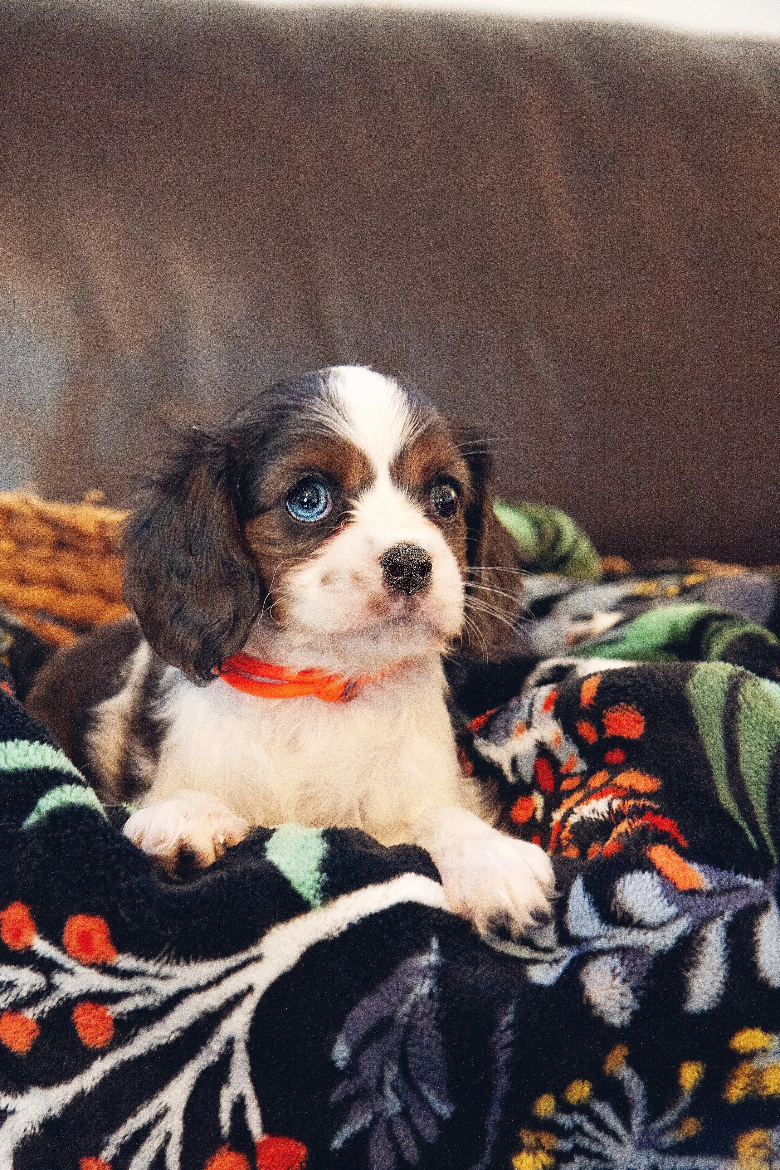 small dog breed rescue