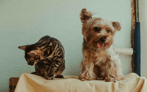 cat terrier