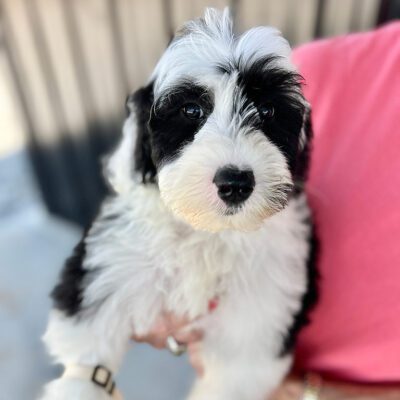 training a sheepadoodle