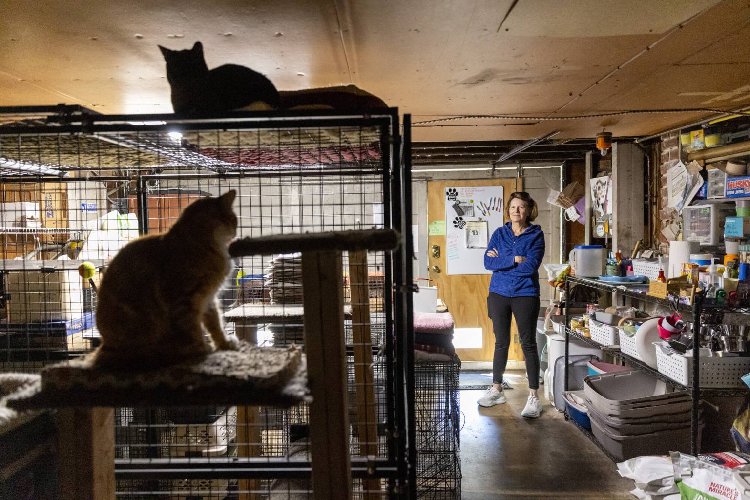 cat rescues in my area