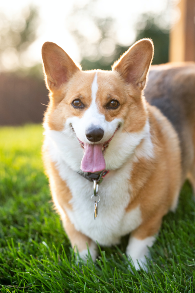 corgi breeders south carolina