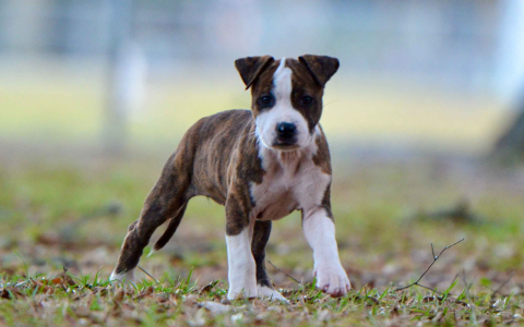 sell my puppies online