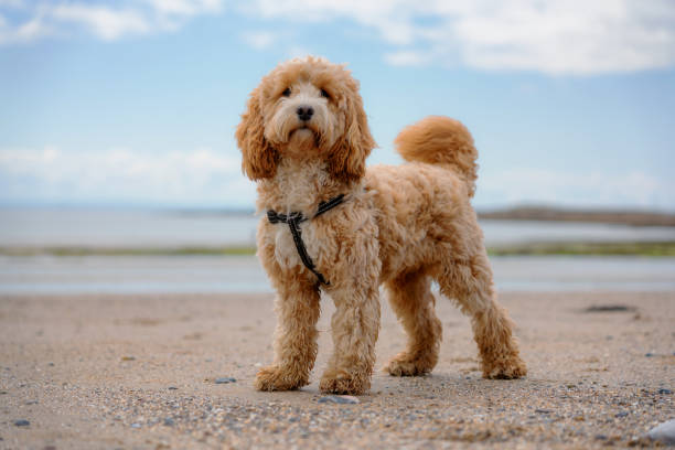 images of a cockapoo