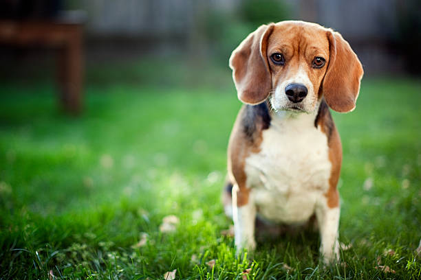 beagle dog breed price in india