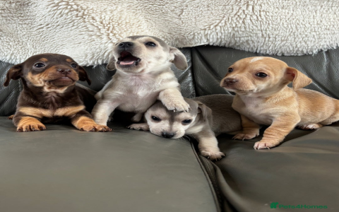 weenie dogs for adoption near me