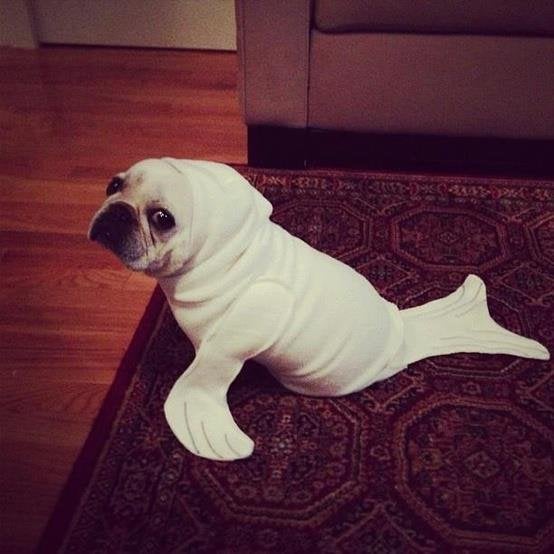 pug seal