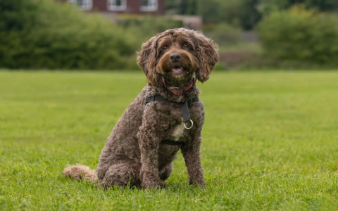 images of a cockapoo