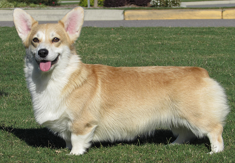 corgi breeders south carolina