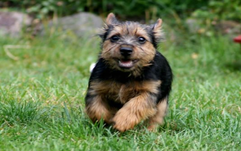norwich terrier rescue uk