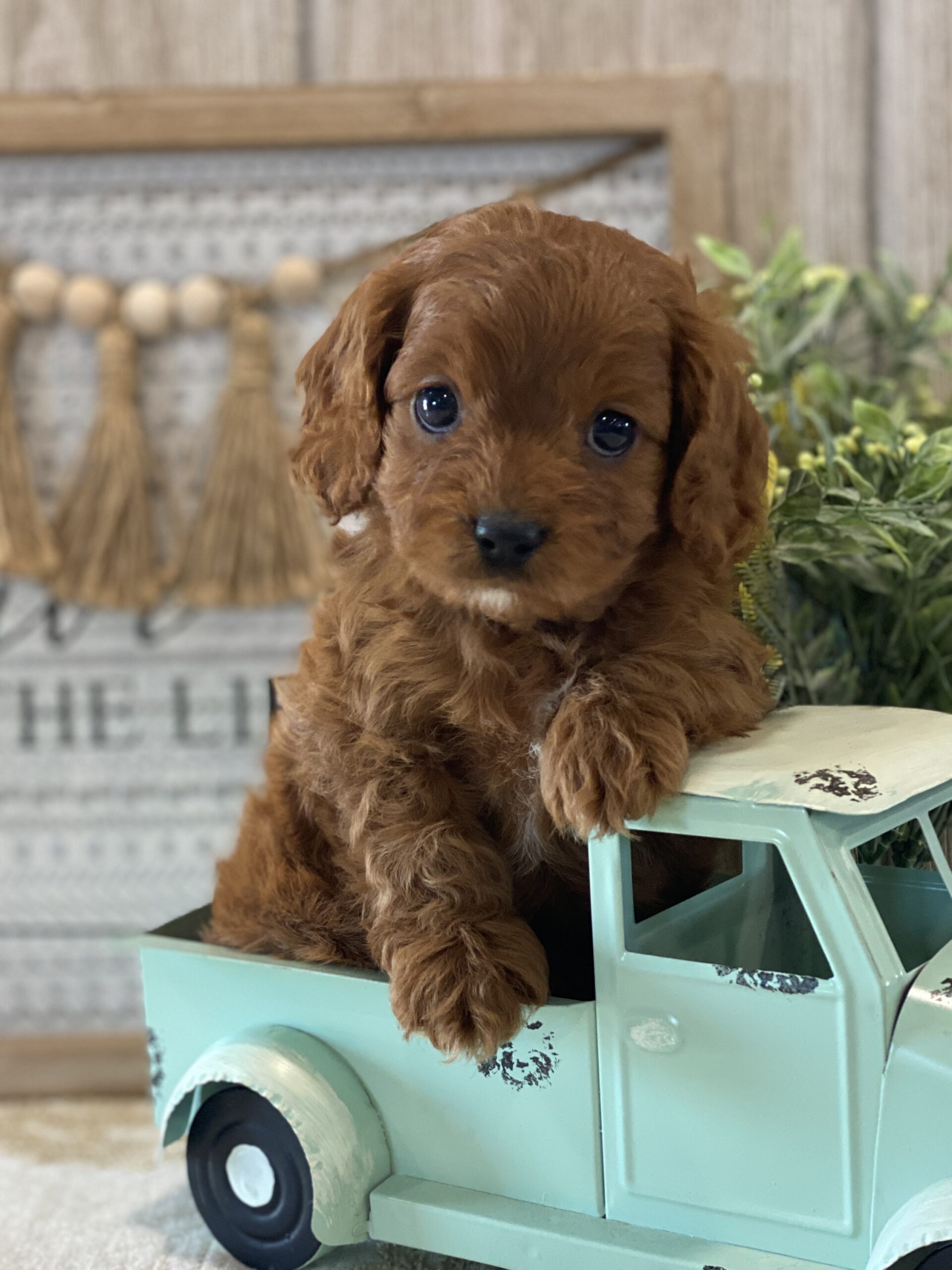 best website to sell puppies