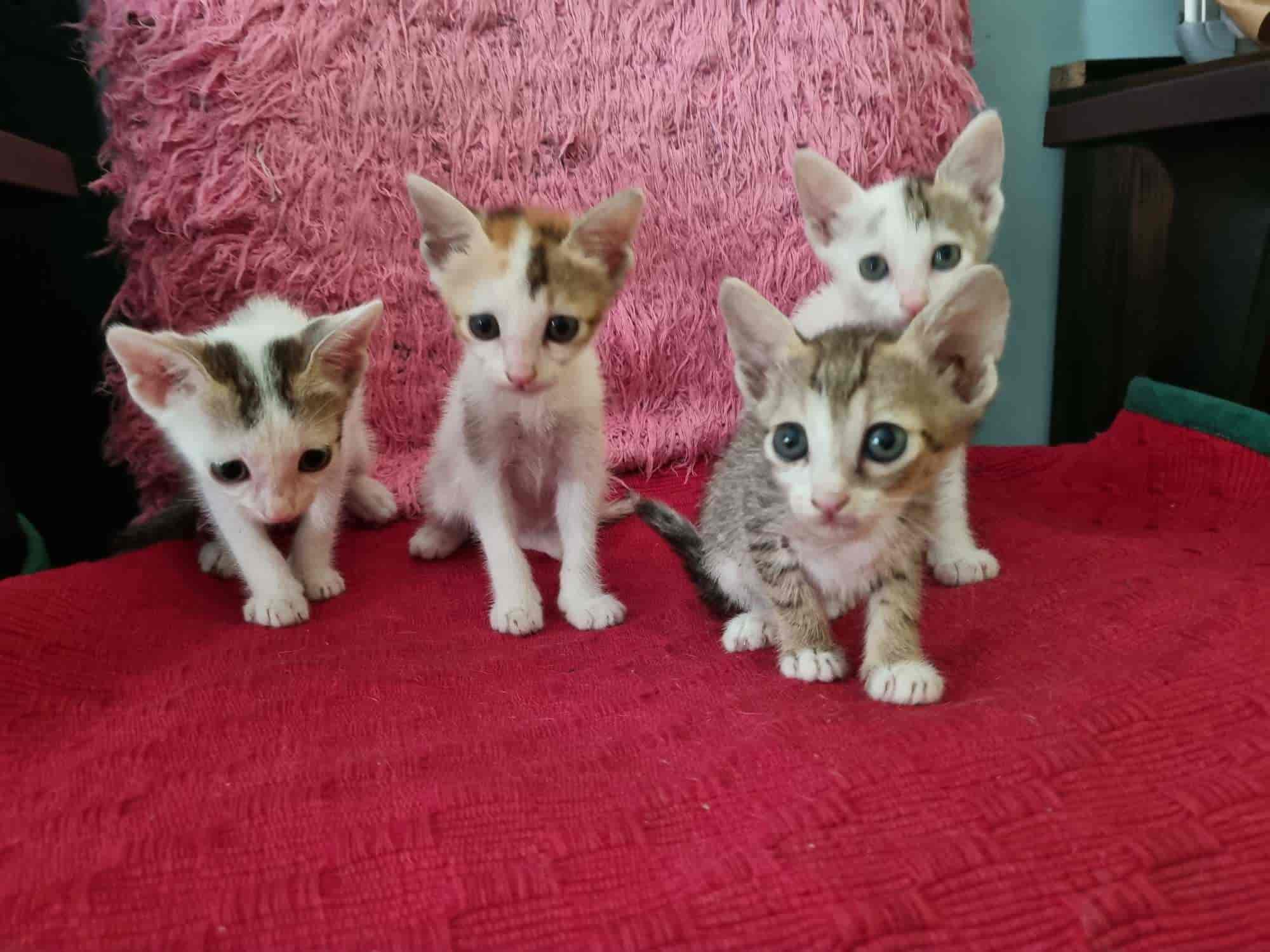 rehome kittens near me